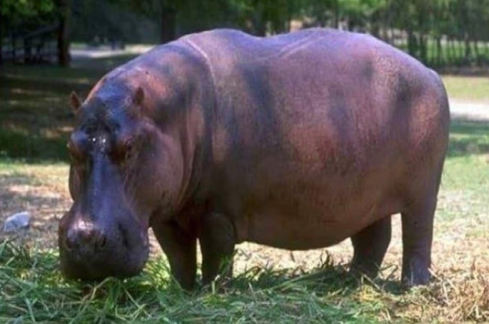 Hippopotamus at Kanpur Zoo 